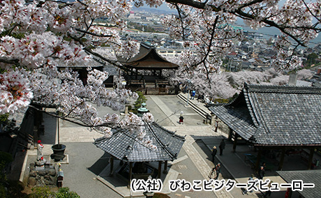 三井寺(園城寺)の桜