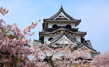 彦根城の桜