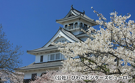 長浜城(豊公園)の桜