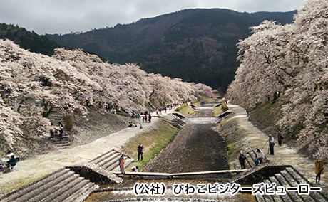 うぐい川周辺の桜