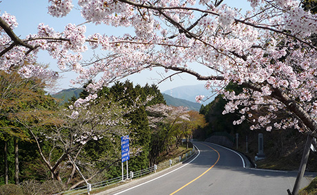比叡山ドライブウェイ・奥比叡ドライブウェイの桜