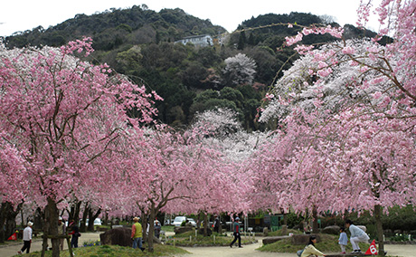 笠置山自然公園の桜