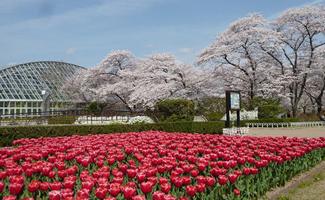 京都府立植物園の桜