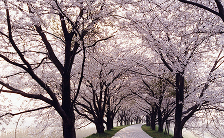 淀川河川公園背割堤地区の桜