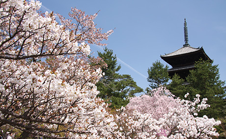 仁和寺の御室桜の桜