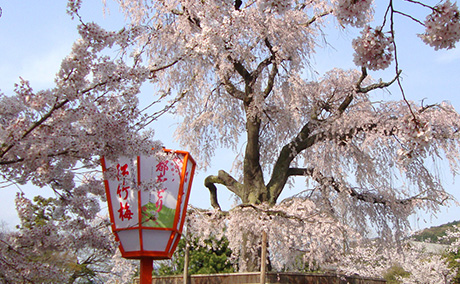 円山公園の桜
