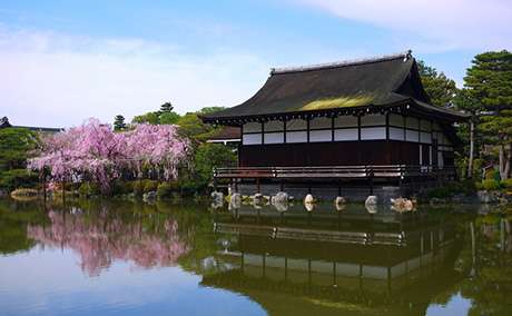 平安神宮 神苑の桜