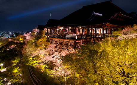 清水寺の桜