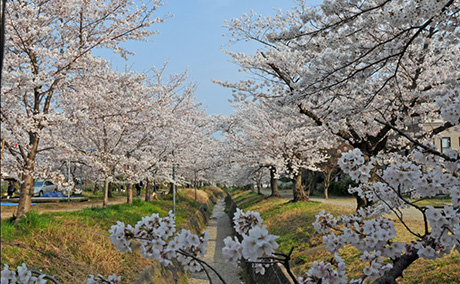 妙見川緑地の桜
