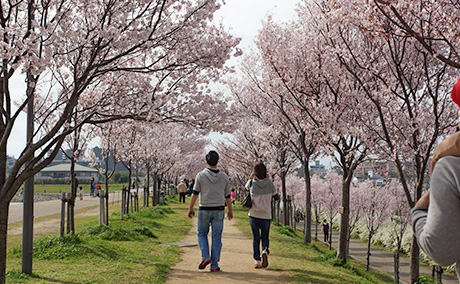狭山池公園の桜