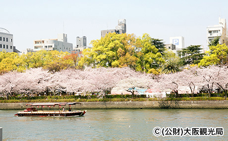 毛馬桜之宮公園の桜