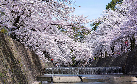 夙川河川敷緑地(夙川公園)の桜