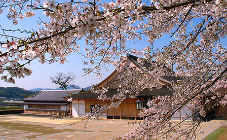 篠山城跡の桜