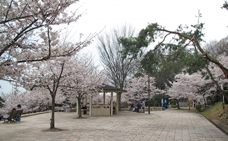 須磨浦公園の桜