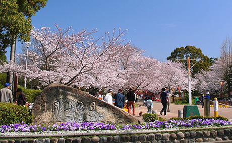 日岡山公園の桜