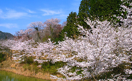 立雲峡の桜