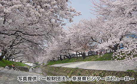 高田千本桜の桜