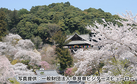 長谷寺の桜