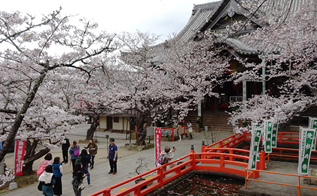 紀三井寺の桜