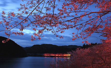 七川ダム湖畔の桜