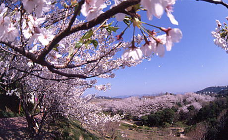 平草原公園の桜