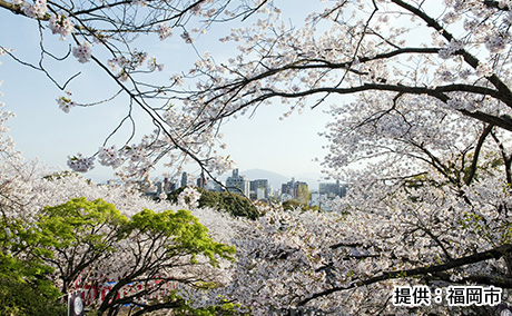 西公園の桜
