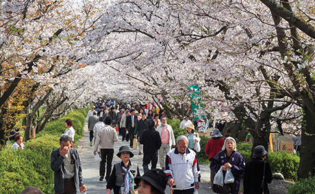 秋月杉の馬場の桜