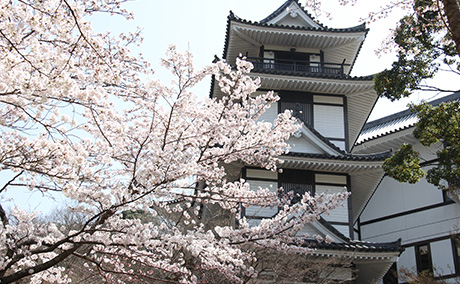 添田公園の桜