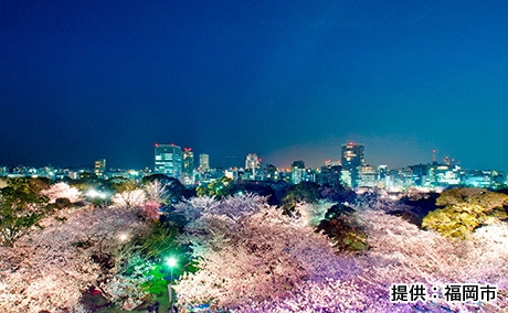 舞鶴公園の桜