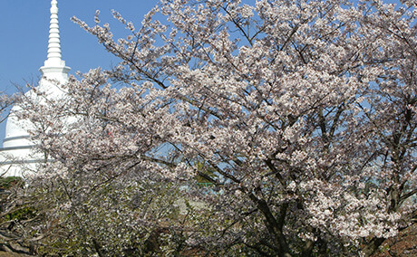 甘木公園（丸山公園）の桜