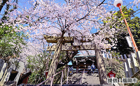 愛宕神社の桜