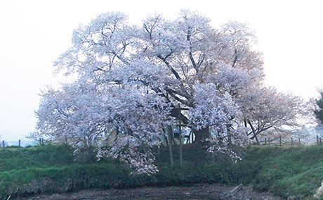 浅井の一本桜の桜
