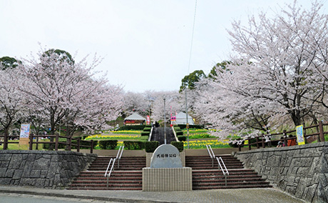 大将陣公園の桜