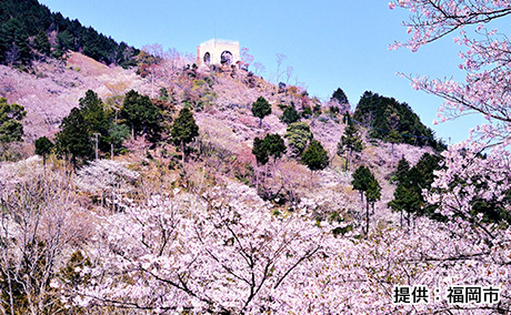 油山市民の森の桜