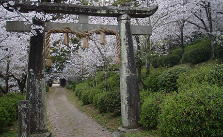 小城公園の桜