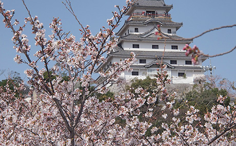 唐津城(舞鶴公園)の桜