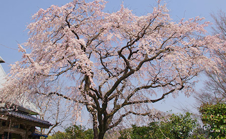 宝珠寺の桜