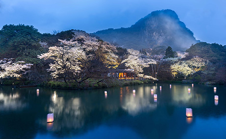 御船山楽園の桜