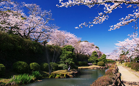 旭ヶ岡公園の桜
