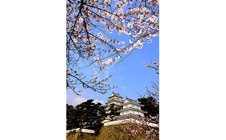 島原城の桜