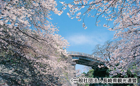 橘公園の桜