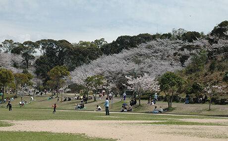 さくらの里の桜