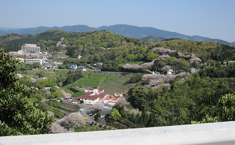 湯の児チェリーラインの桜