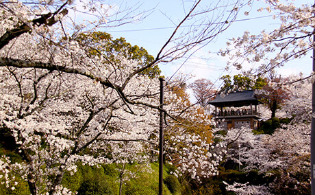 菊池公園の桜