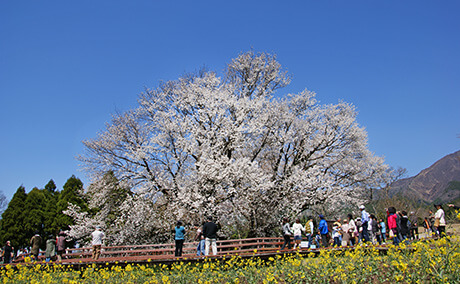 一心行の大桜の桜