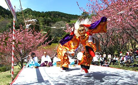 えぼし公園の桜