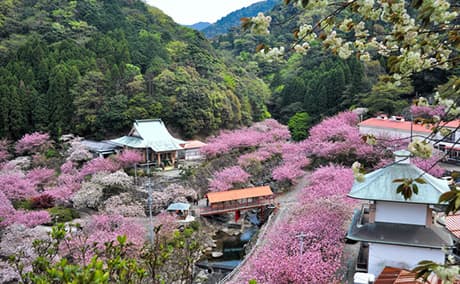 一心寺の桜
