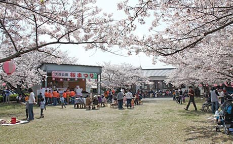 大貞公園の桜