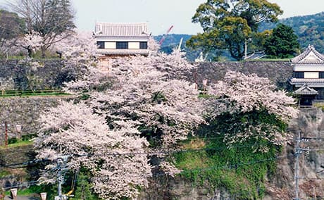 臼杵城址の桜