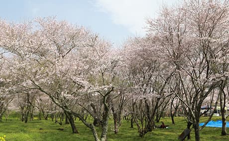 安岐ダム公園の桜